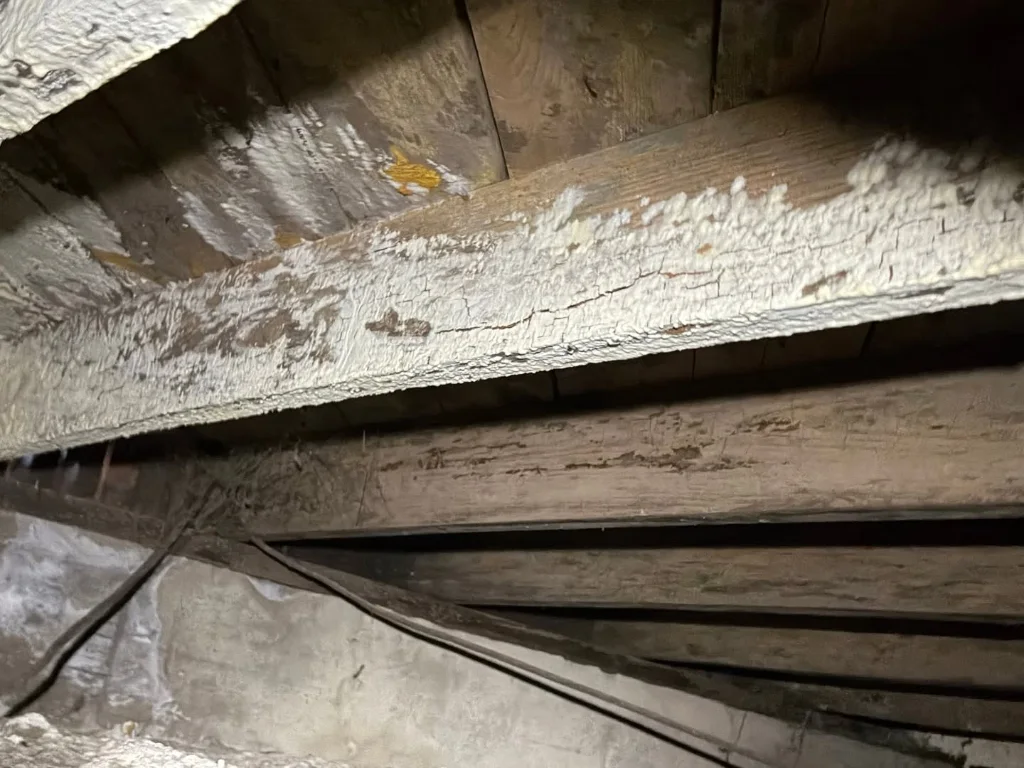 Severe white mold colonization and fungal spore clusters on unconditioned subfloor joists